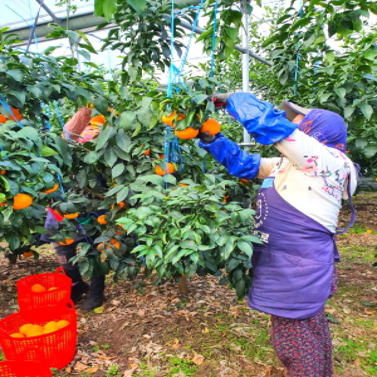 [드림농원]하우스 황금향