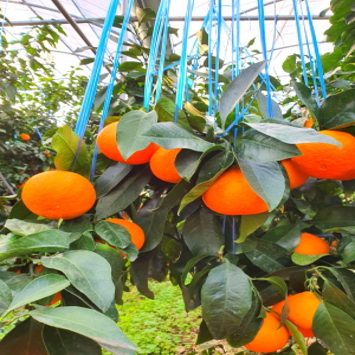 [드림농원]하우스 황금향