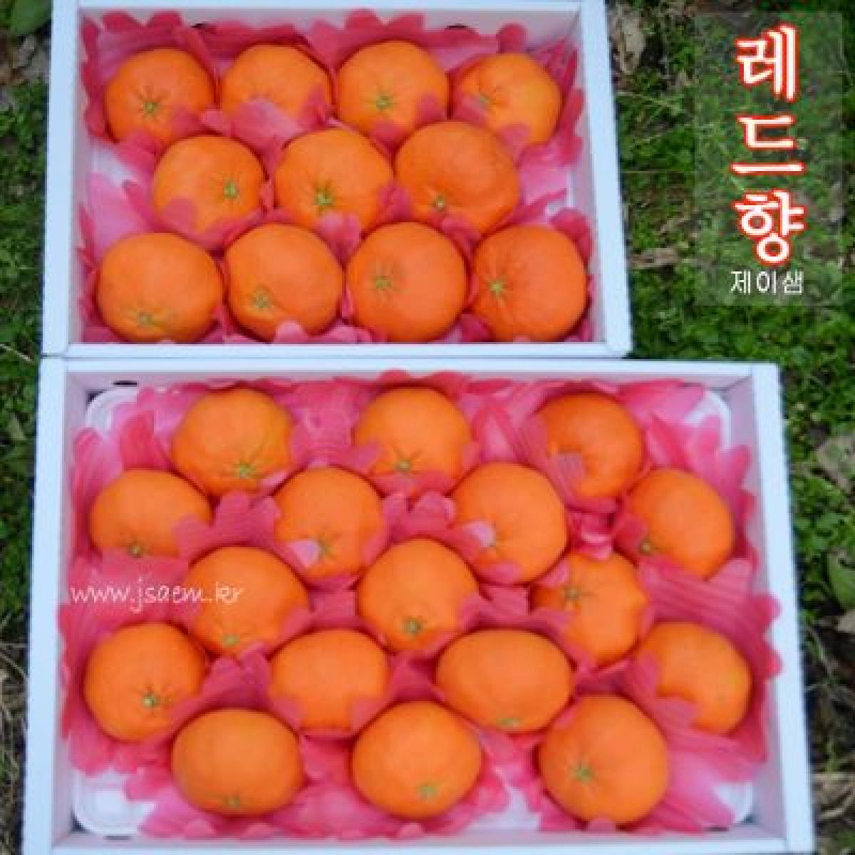 [2차] 레드향 [선물용]