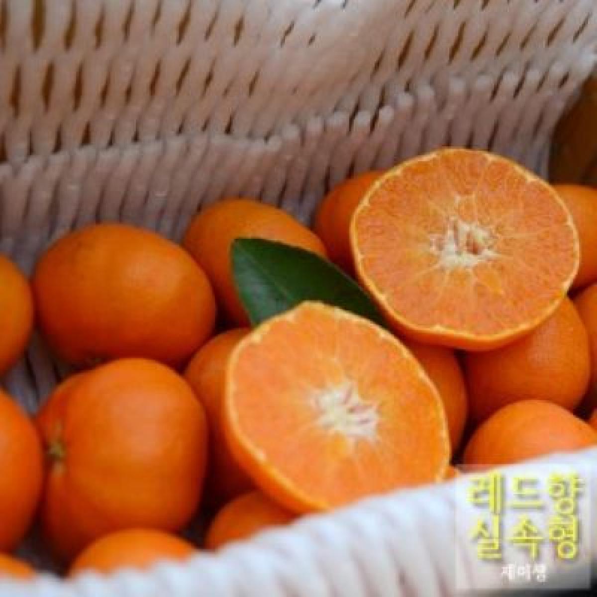 [2차] 레드향 [실속형]