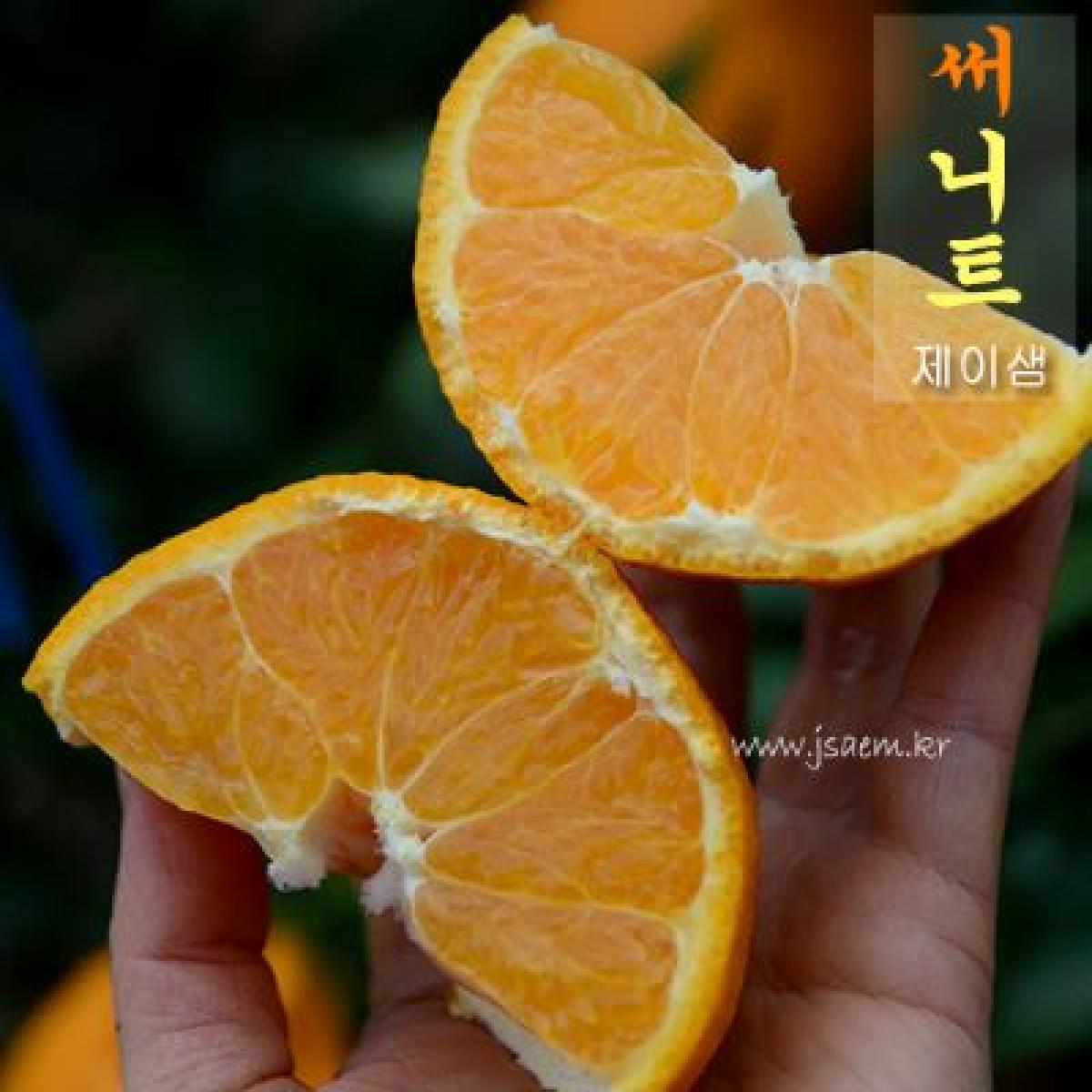 [25년] 써니트 한라봉 [선물용]