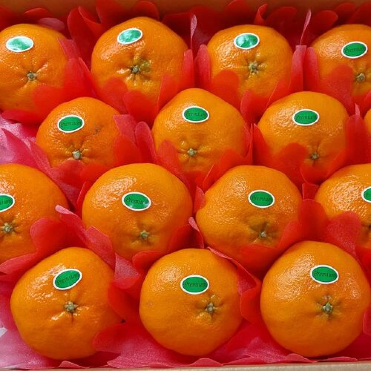 [유진팡] 서귀포 레드향 2.5/4.5/9kg 가정용