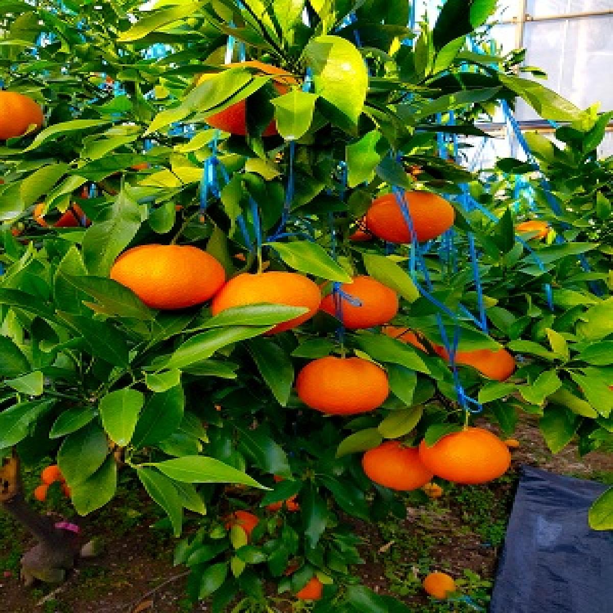 탱글탱글한 식감에 반하는 프리미엄 레드향 3kg