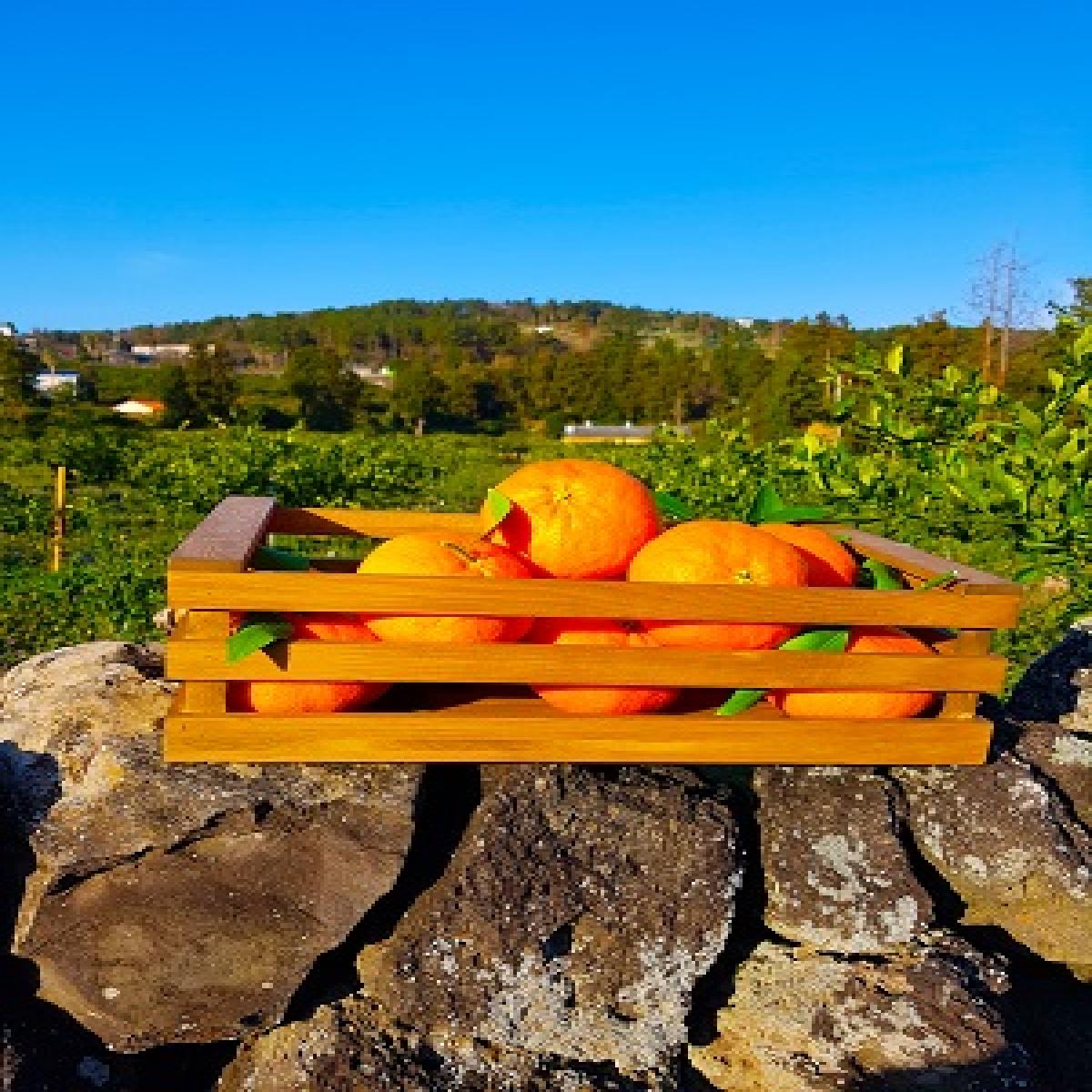 탱글탱글한 식감에 반하는 프리미엄 레드향 3kg