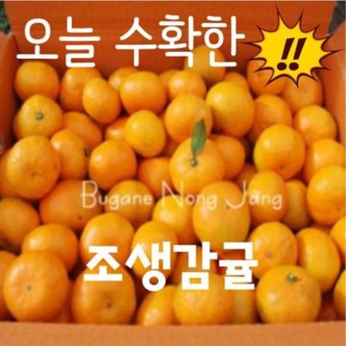 [겨울 노지] 조생감귤 [2S-L 랜덤]