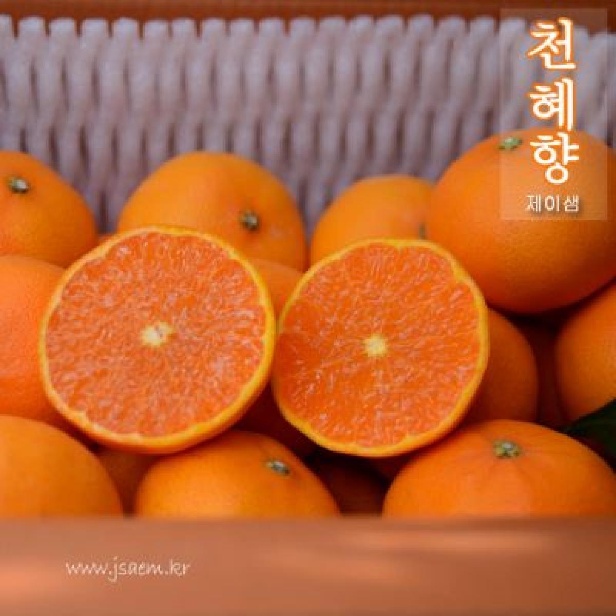 천혜향 실속형