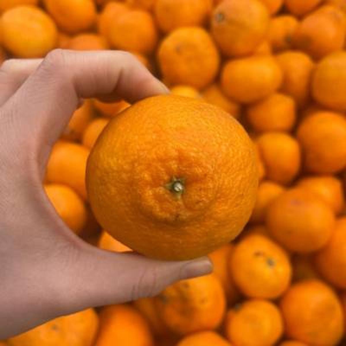 제주 과즙팡팡 한라봉 2,3,5,10kg [혼합/선물]