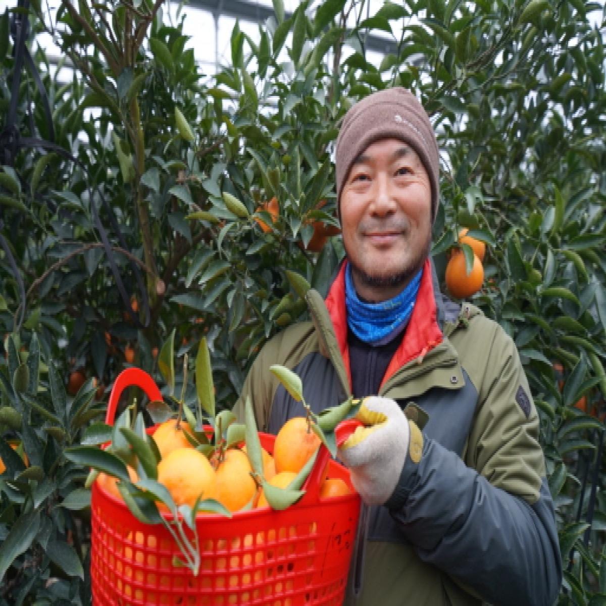 [드림농원] 천혜향