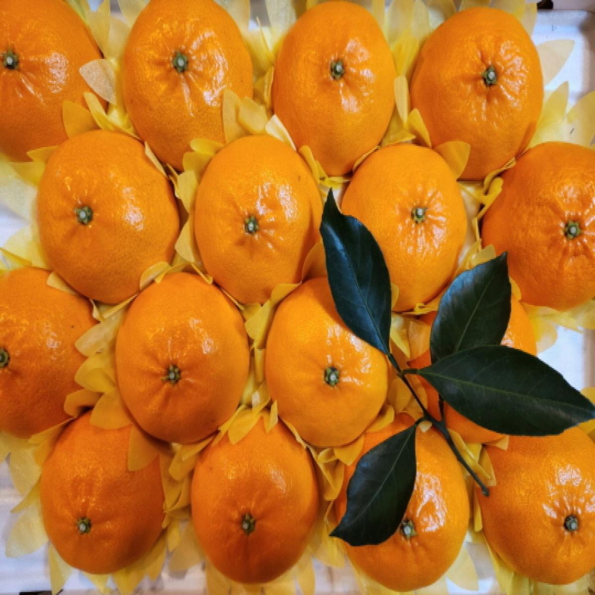 [드림농원] 천혜향