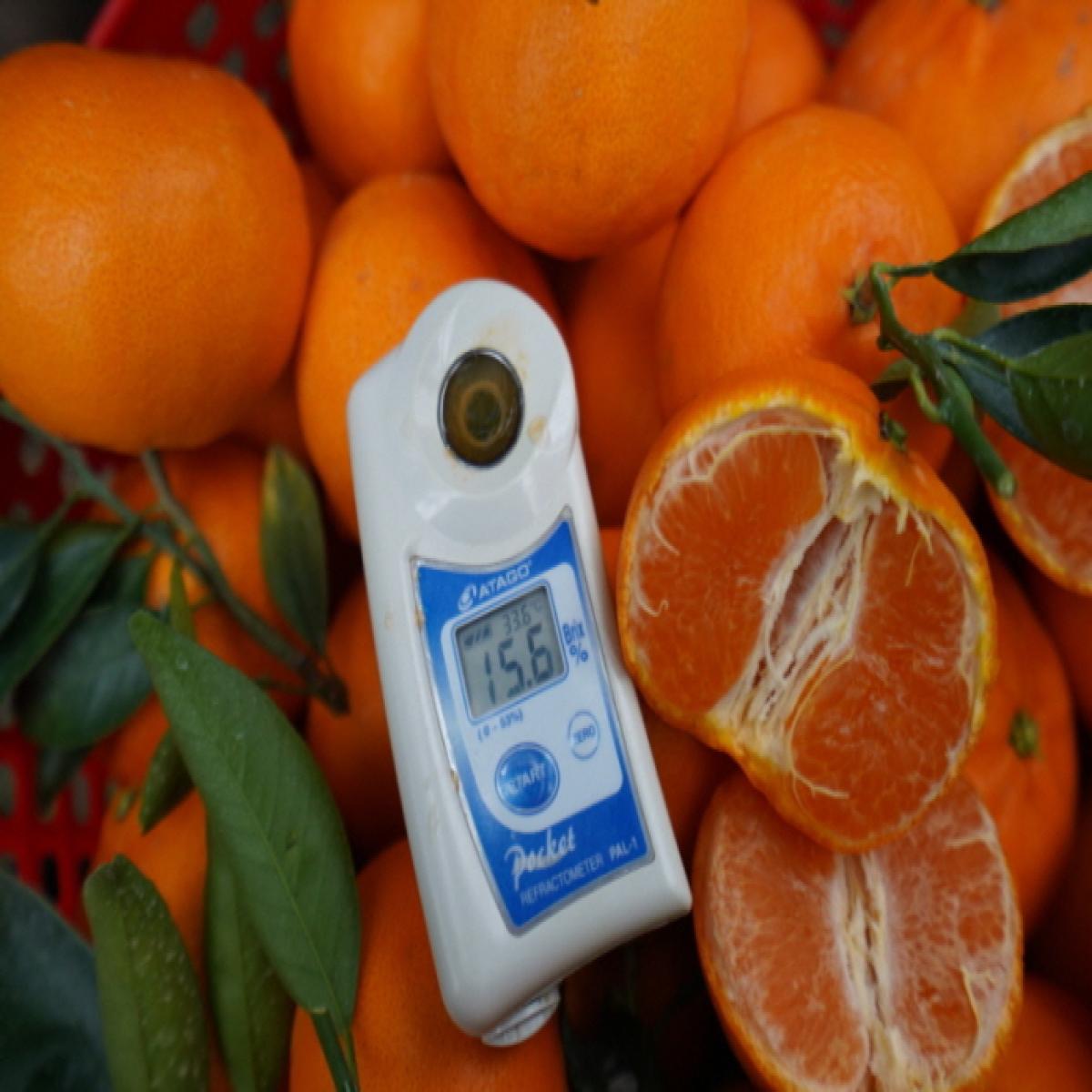 [드림농원] 천혜향