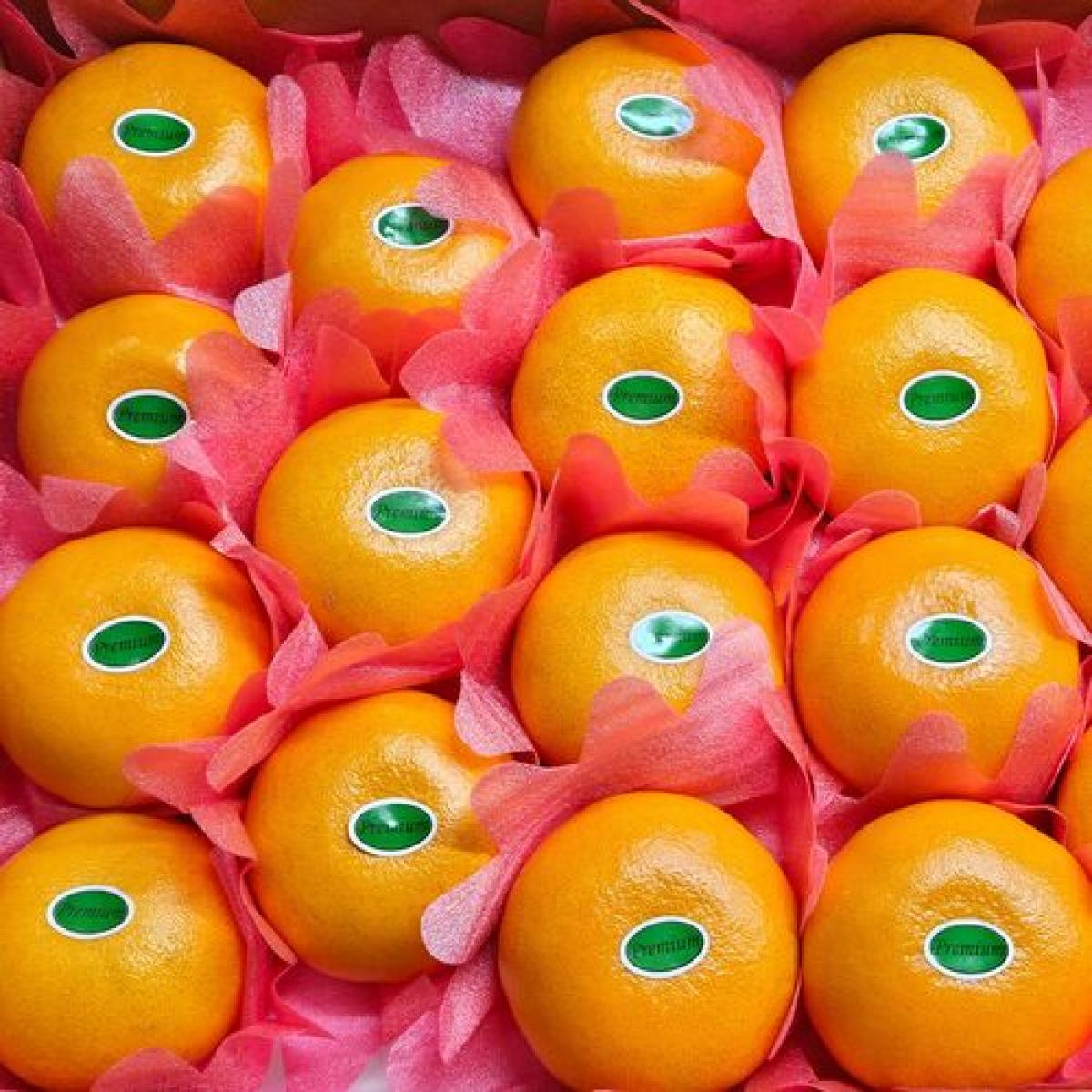 제주 꿀당도 천혜향 선물용 산지직송 유진팡