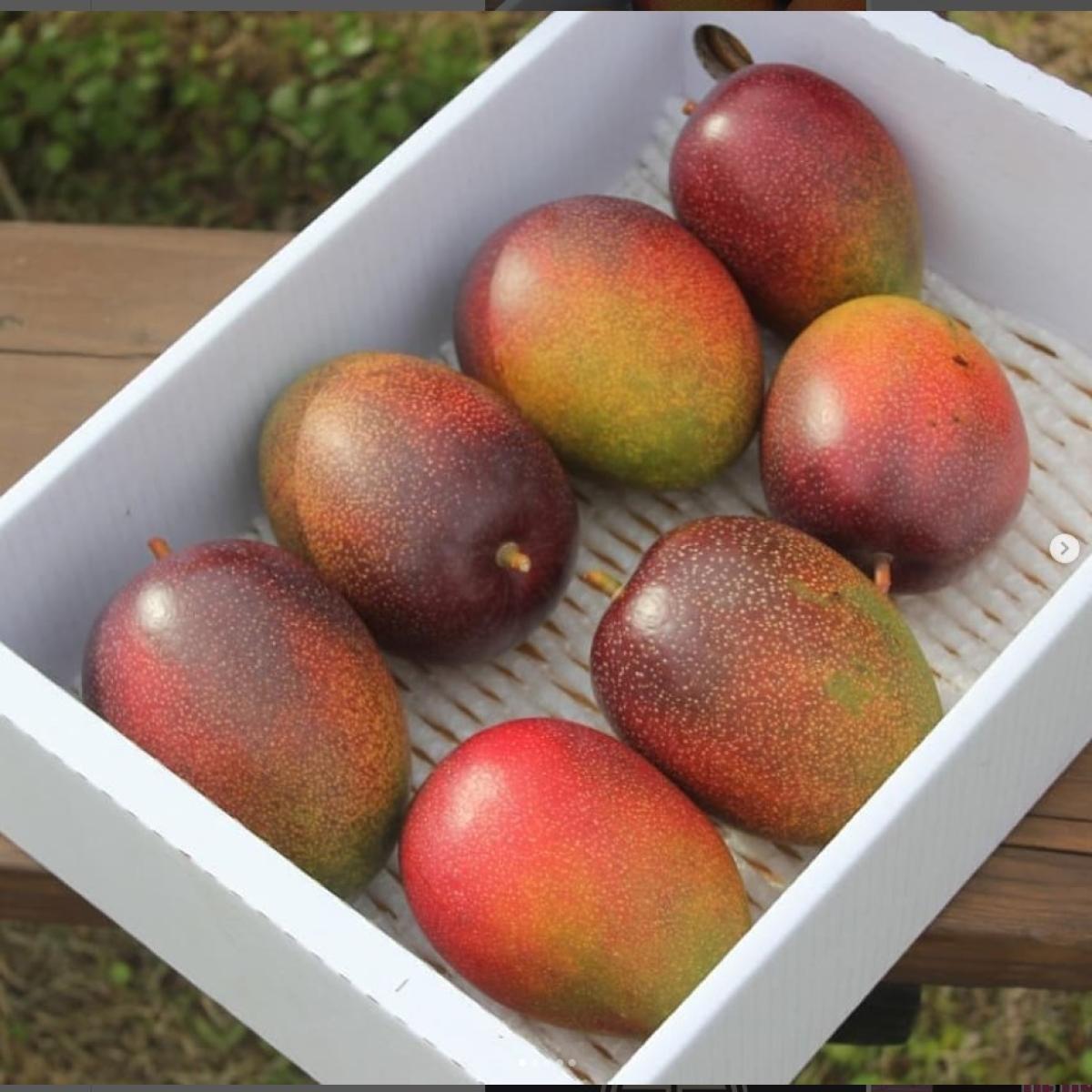 제주애플망고 특상품 선물용 2KG/3KG