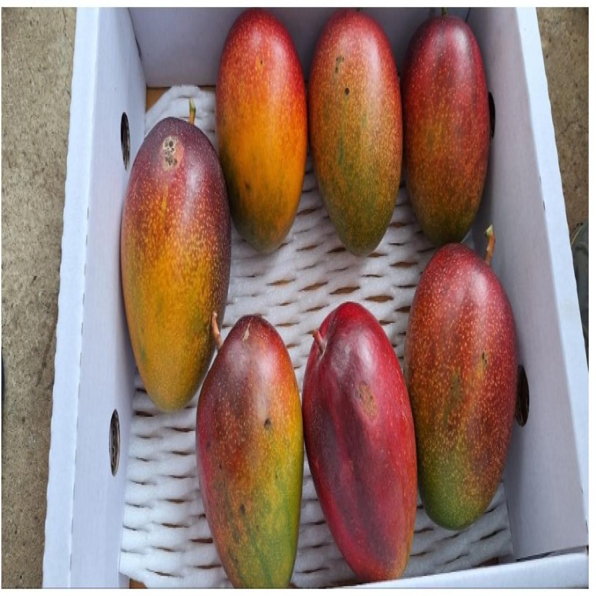 제주애플망고 특상품 선물용 2KG/3KG