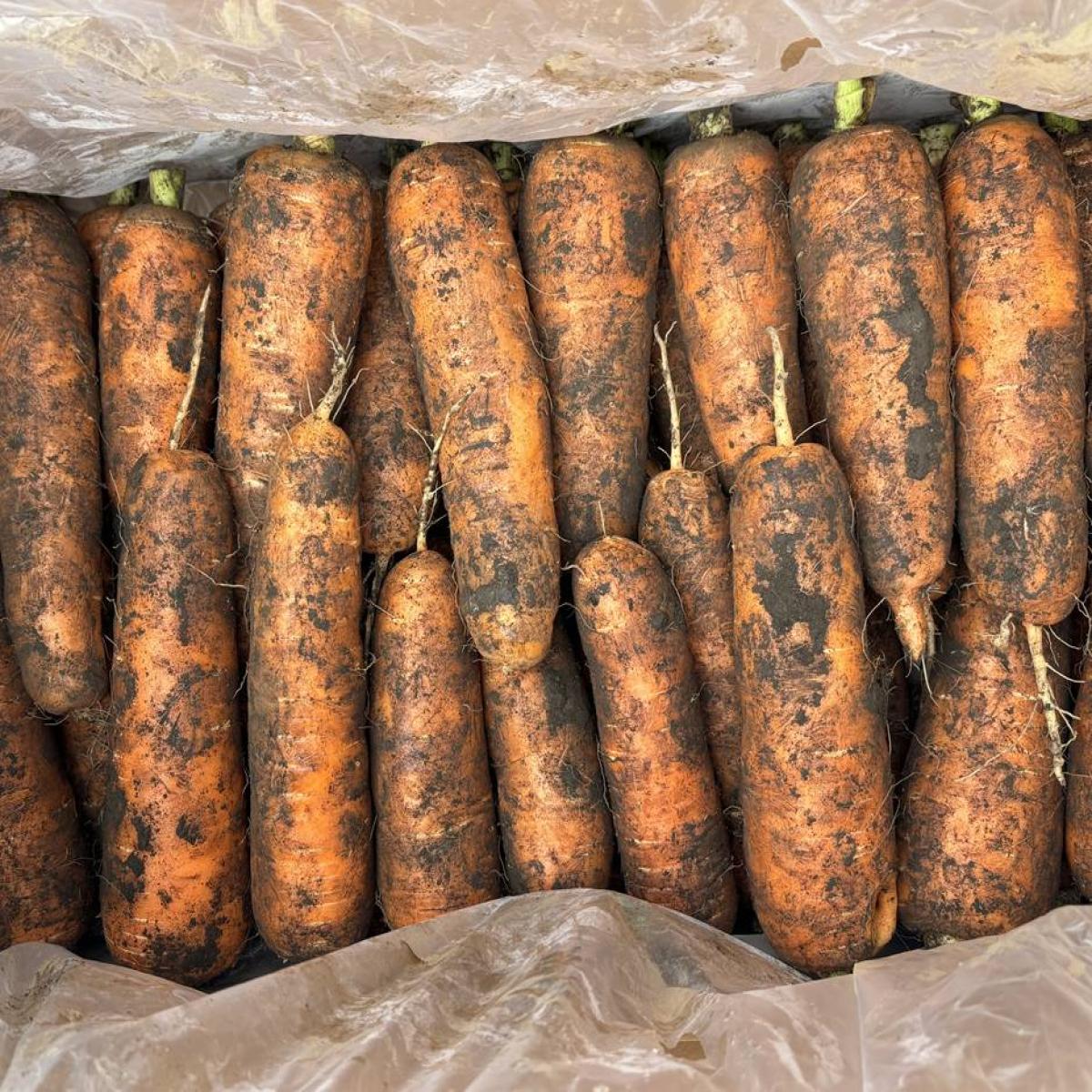 [제주] 구좌 향긋한 흙 당근 2kg 3kg 5kg