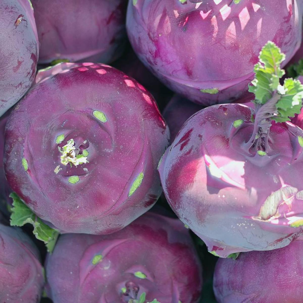 [제주] 아삭아삭 콜라비 2kg 3kg 5kg 10kg