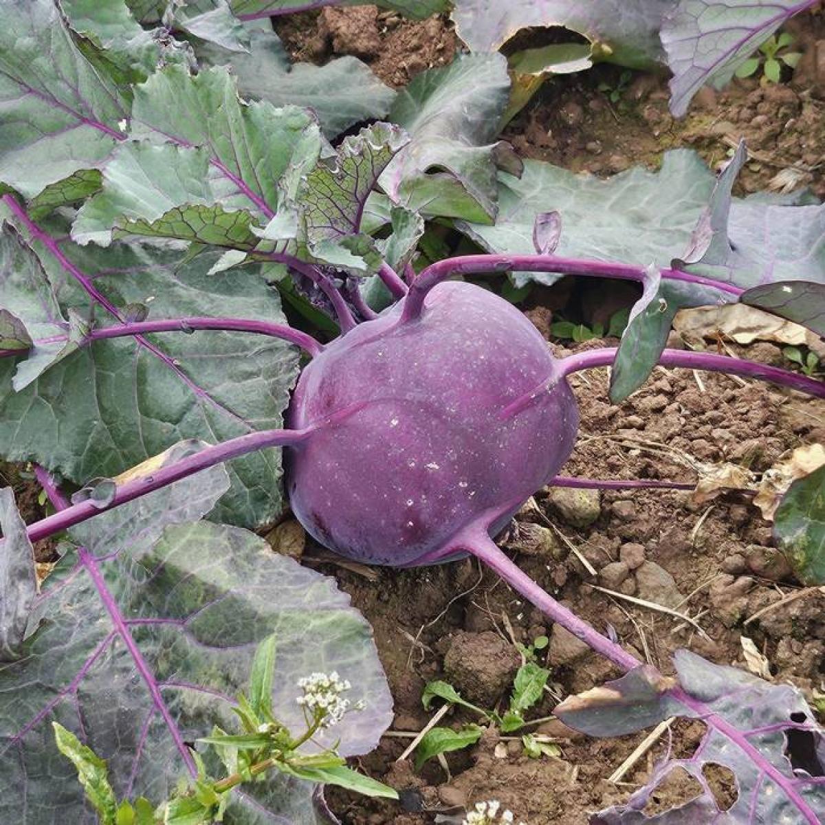 [제주] 아삭아삭 콜라비 2kg 3kg 5kg 10kg