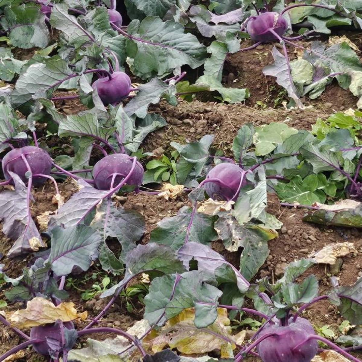 [제주] 아삭아삭 콜라비 2kg 3kg 5kg 10kg