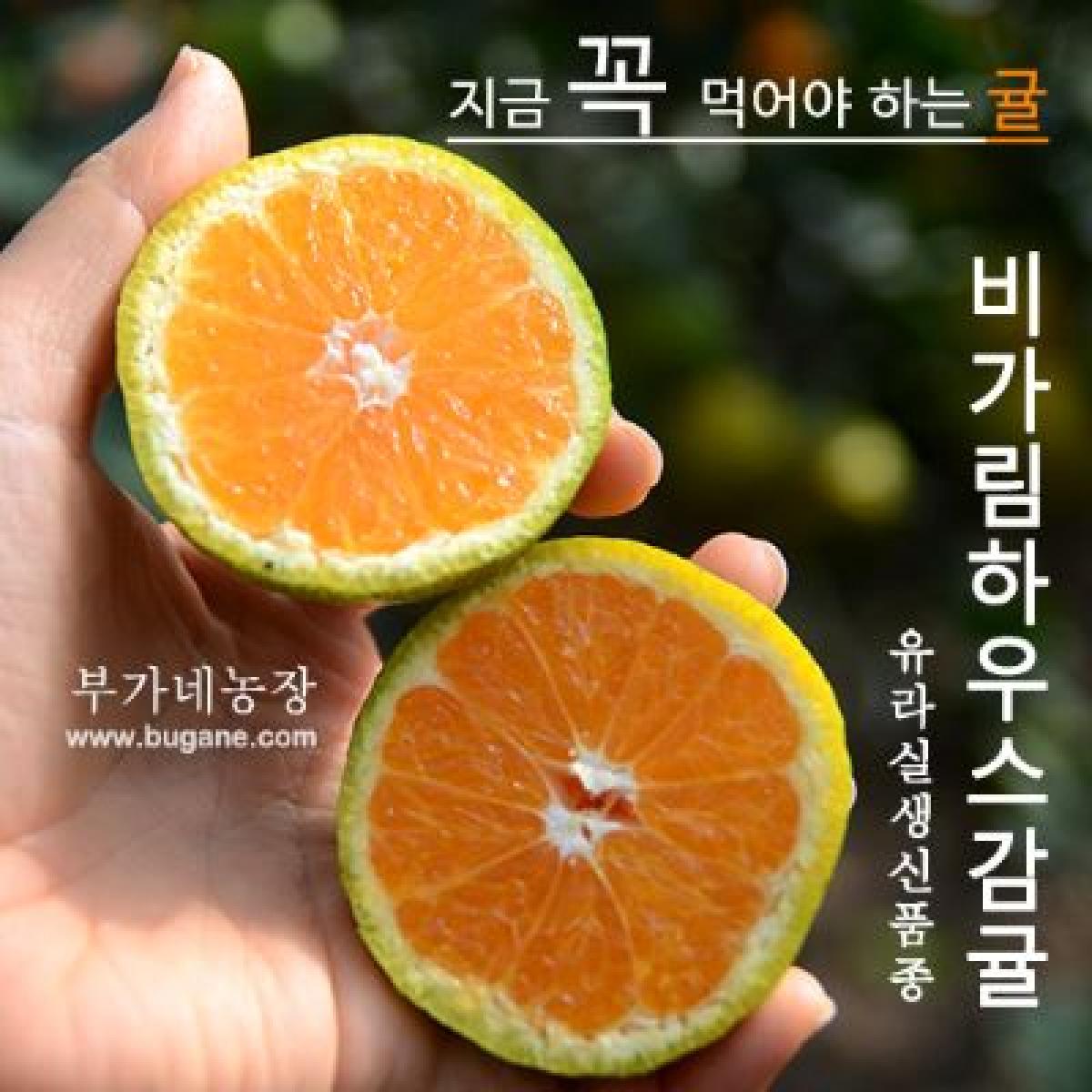 유라조생 [비가림하우스]
