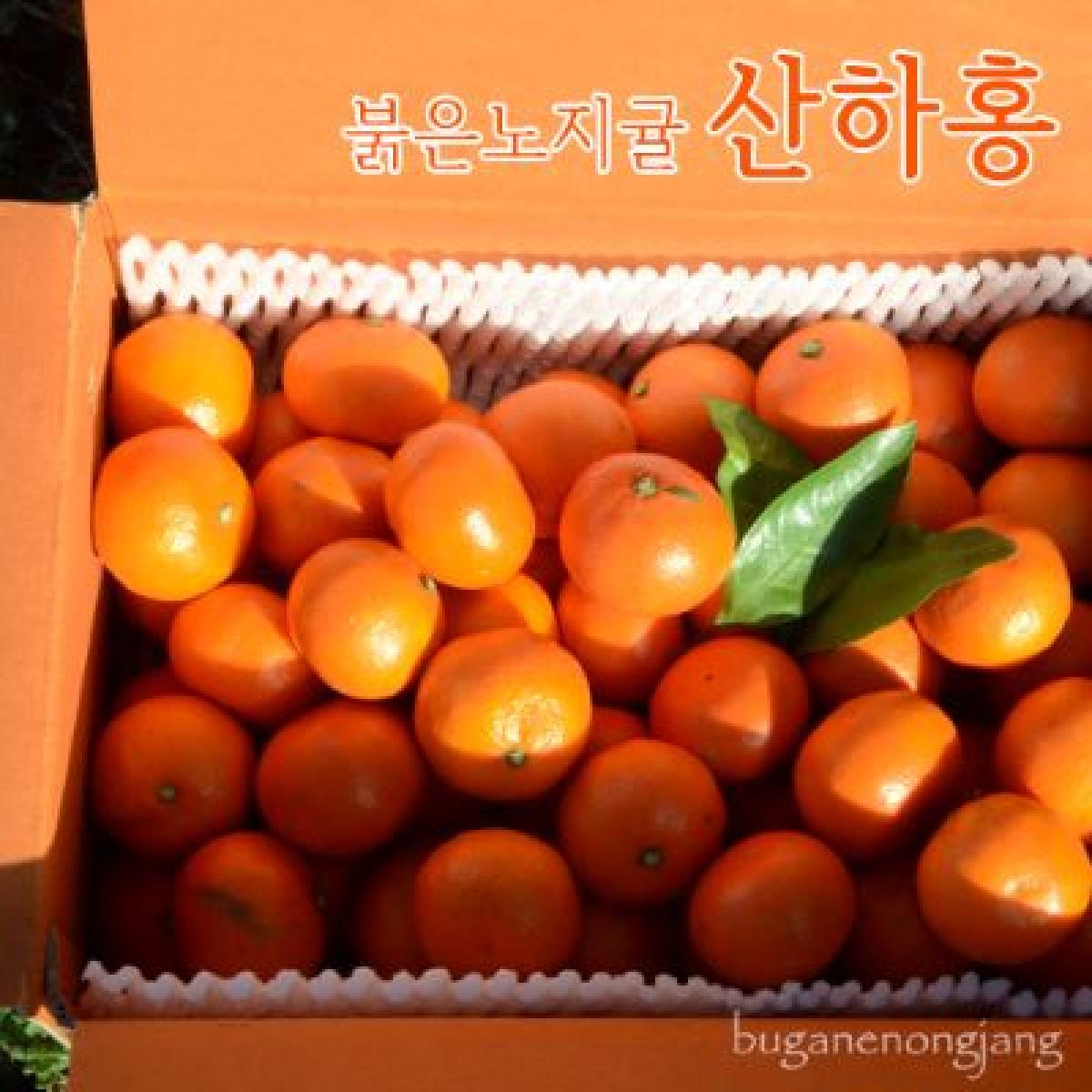 타이벡 산하홍 [2S-L랜덤]