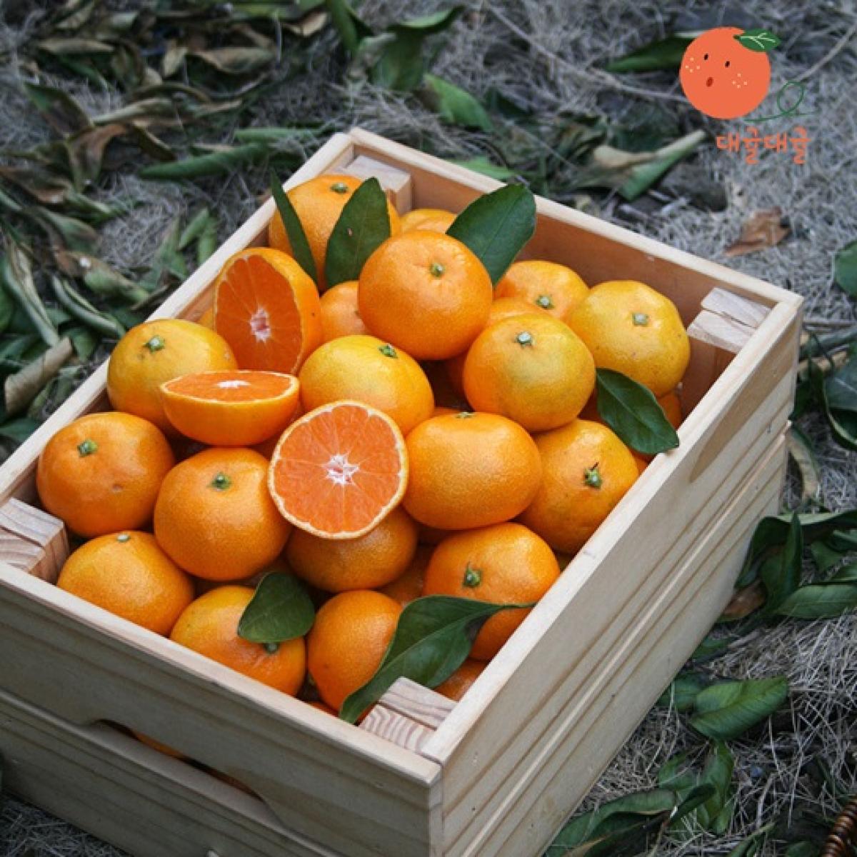 [대귤대귤] 제주 프리미엄 고당귤