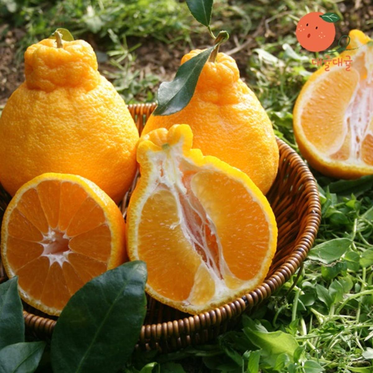 [대귤대귤] 제주 프리미엄 한라봉 선물세트