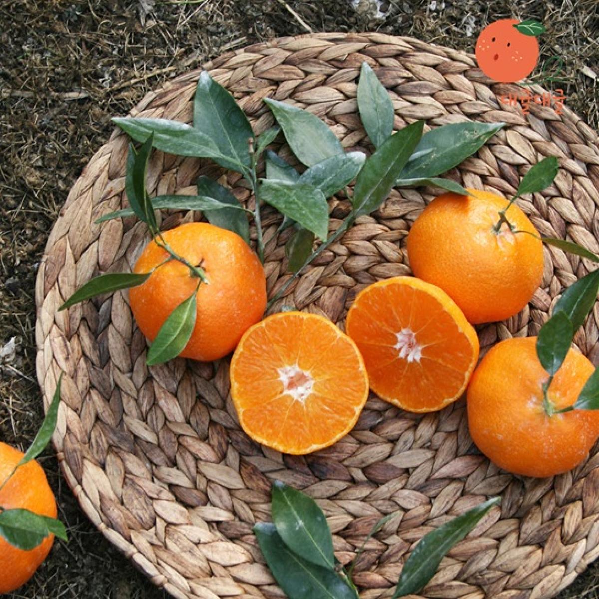 [대귤대귤] 프리미엄 레드향 선물세트