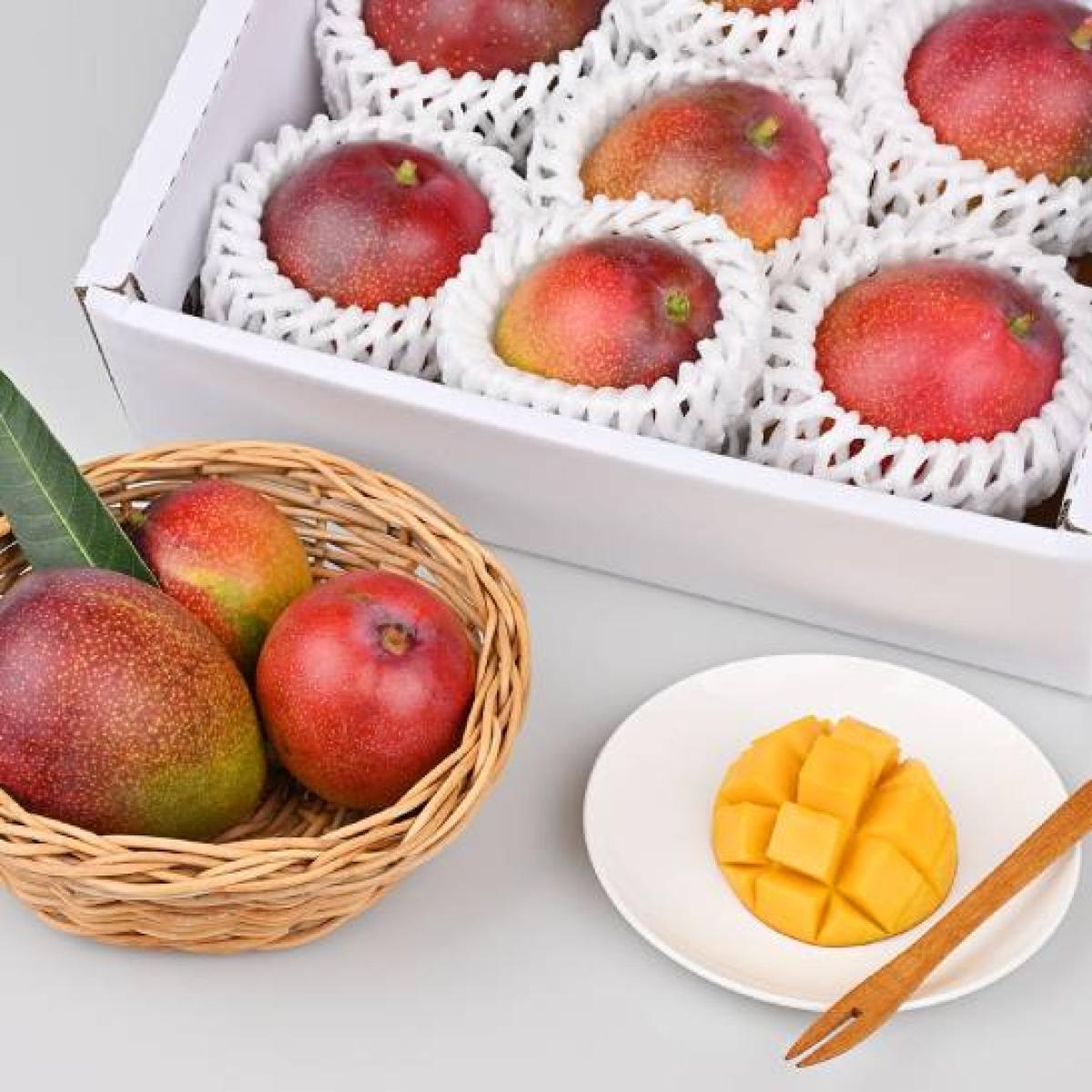 서귀포in정 제주 애플망고 2kg 3kg