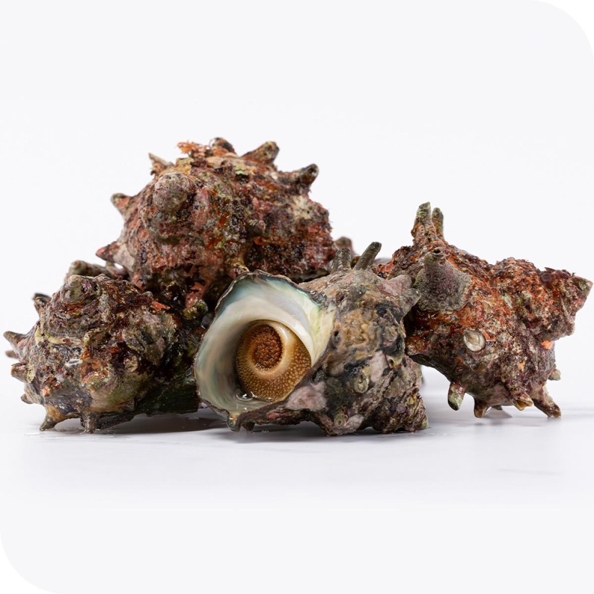서귀포수협 제주 자연산 손질 뿔소라(자숙) 500g