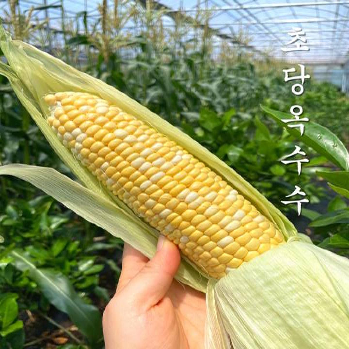식감 천재 알이 톡톡 달큰 햇 초당옥수수 특품 중품