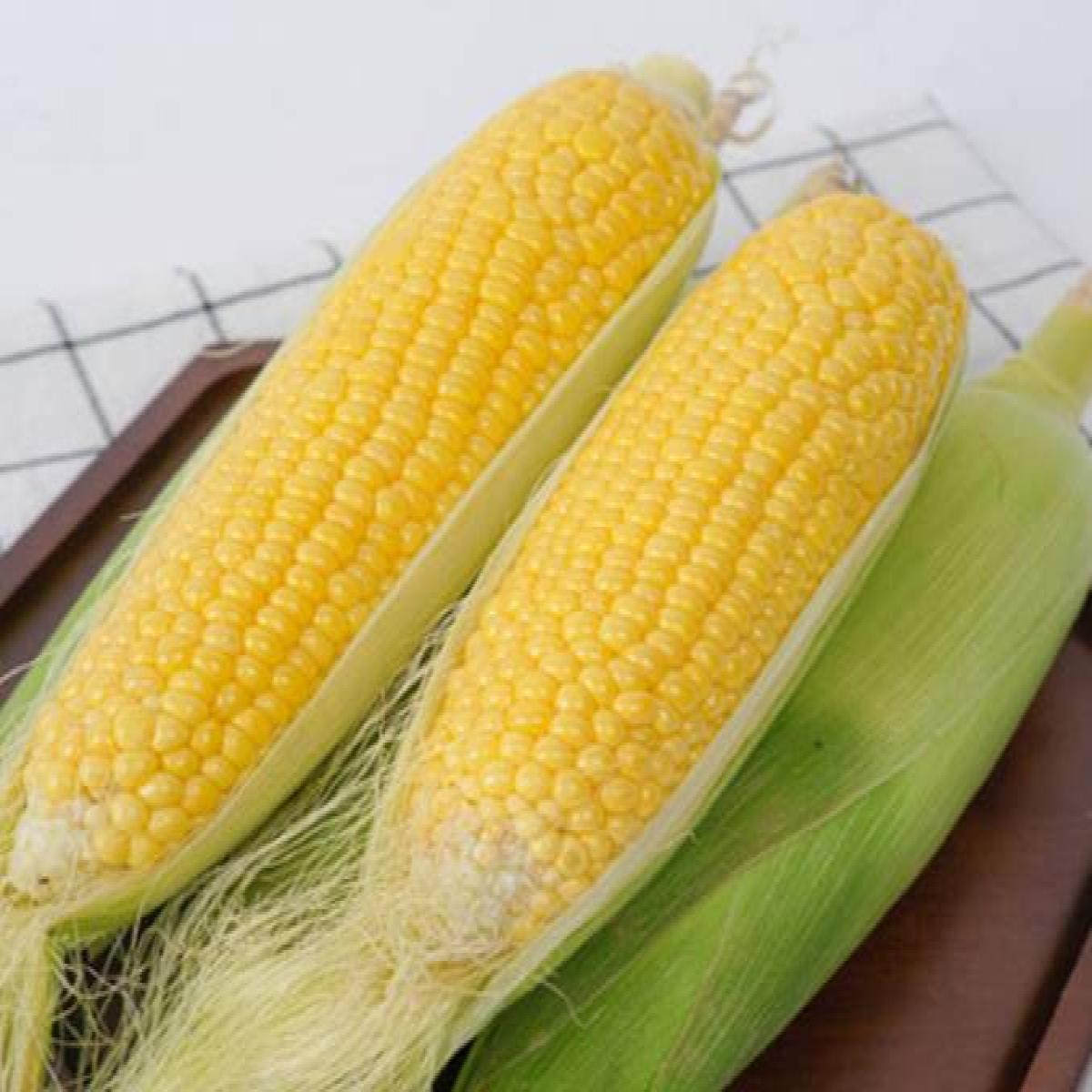 식감 천재 알이 톡톡 달큰 햇 초당옥수수 특품 중품