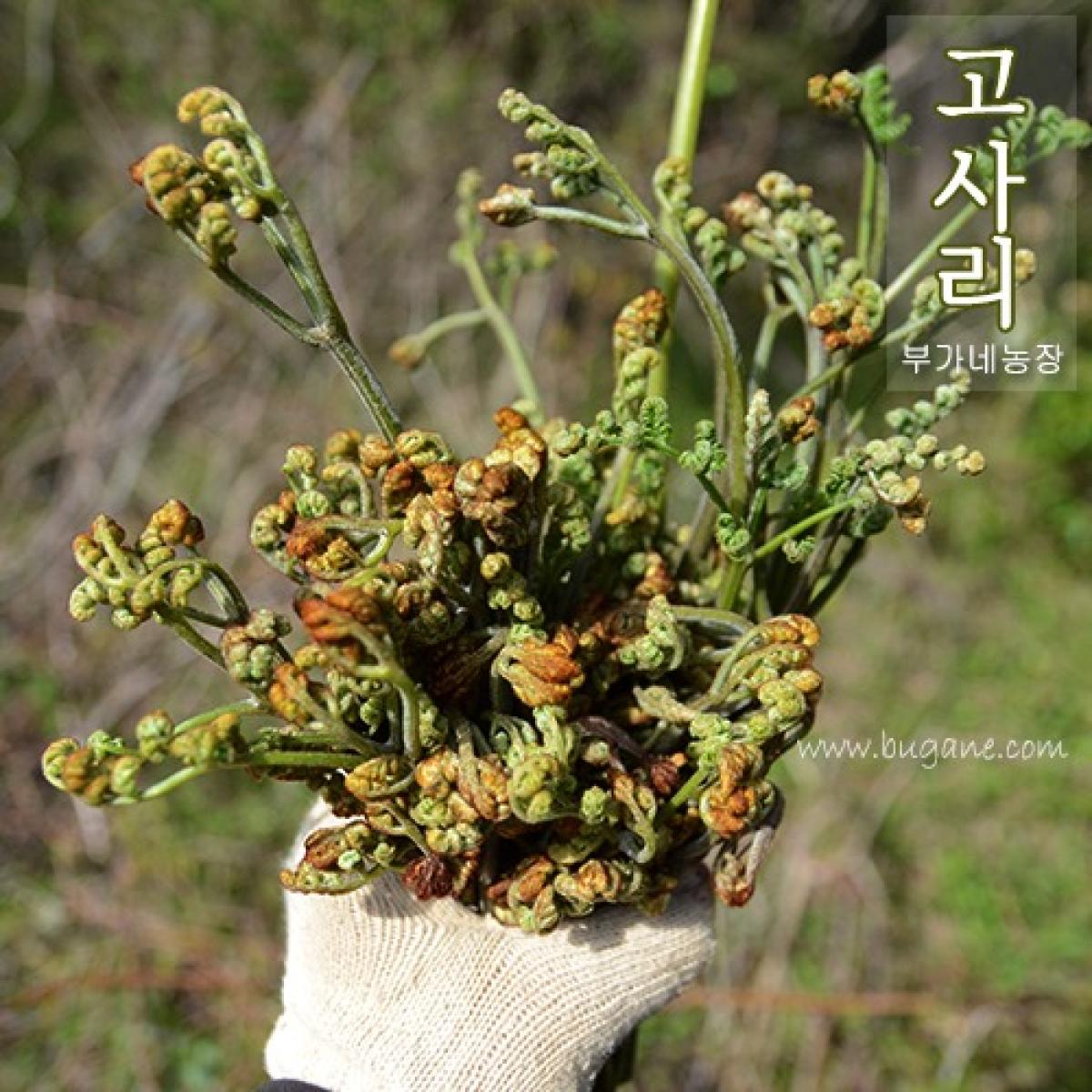 제주 자연산 건고사리