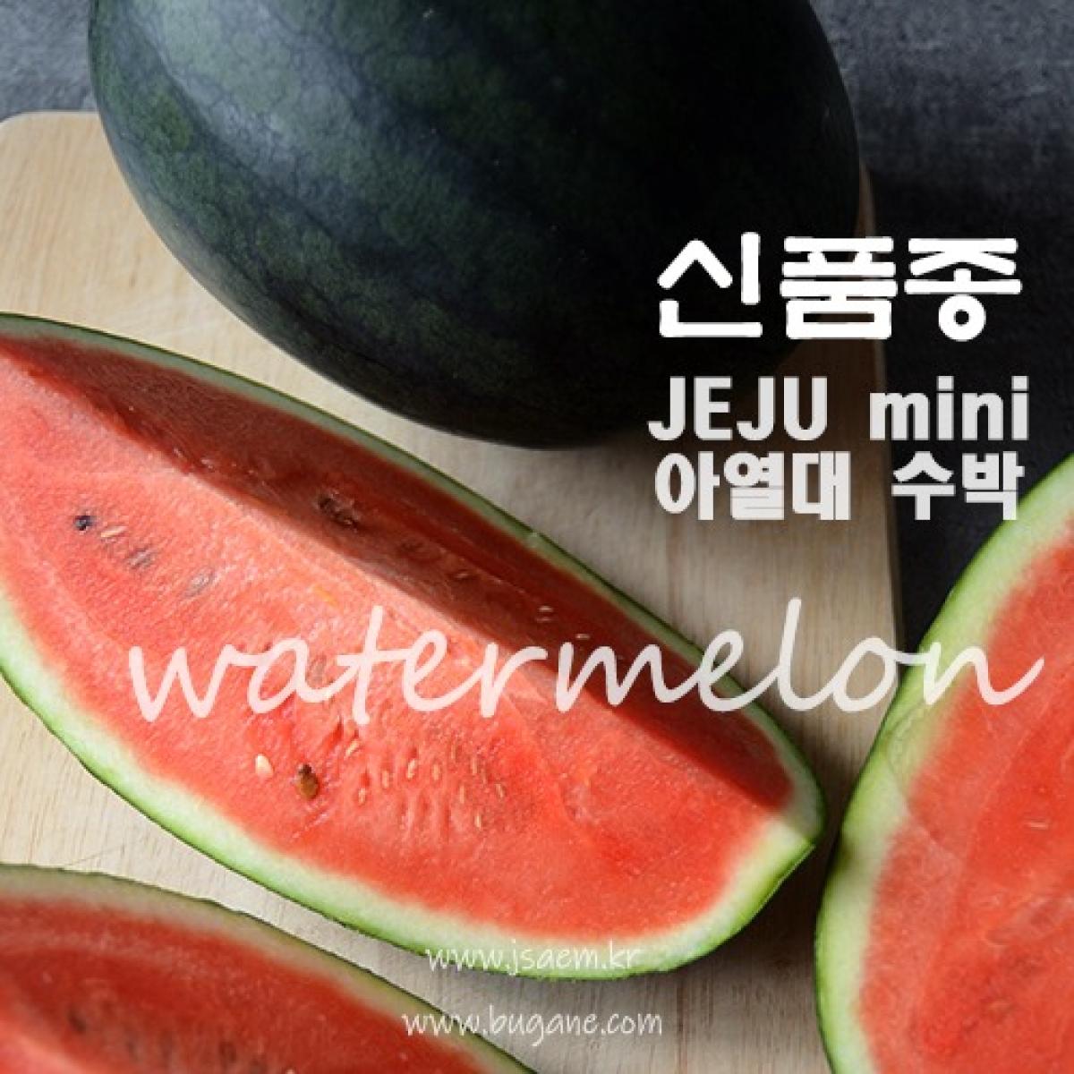 제주 미니 아열대 수박 (2통 세트)