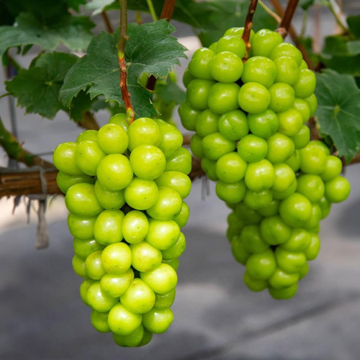제주 프리미엄 샤인머스켓 특품 1.5kg 2kg