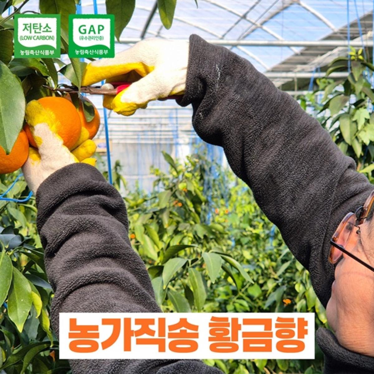 제주산 황금향 4kg GAP 인증 저탄소 가정용 귤