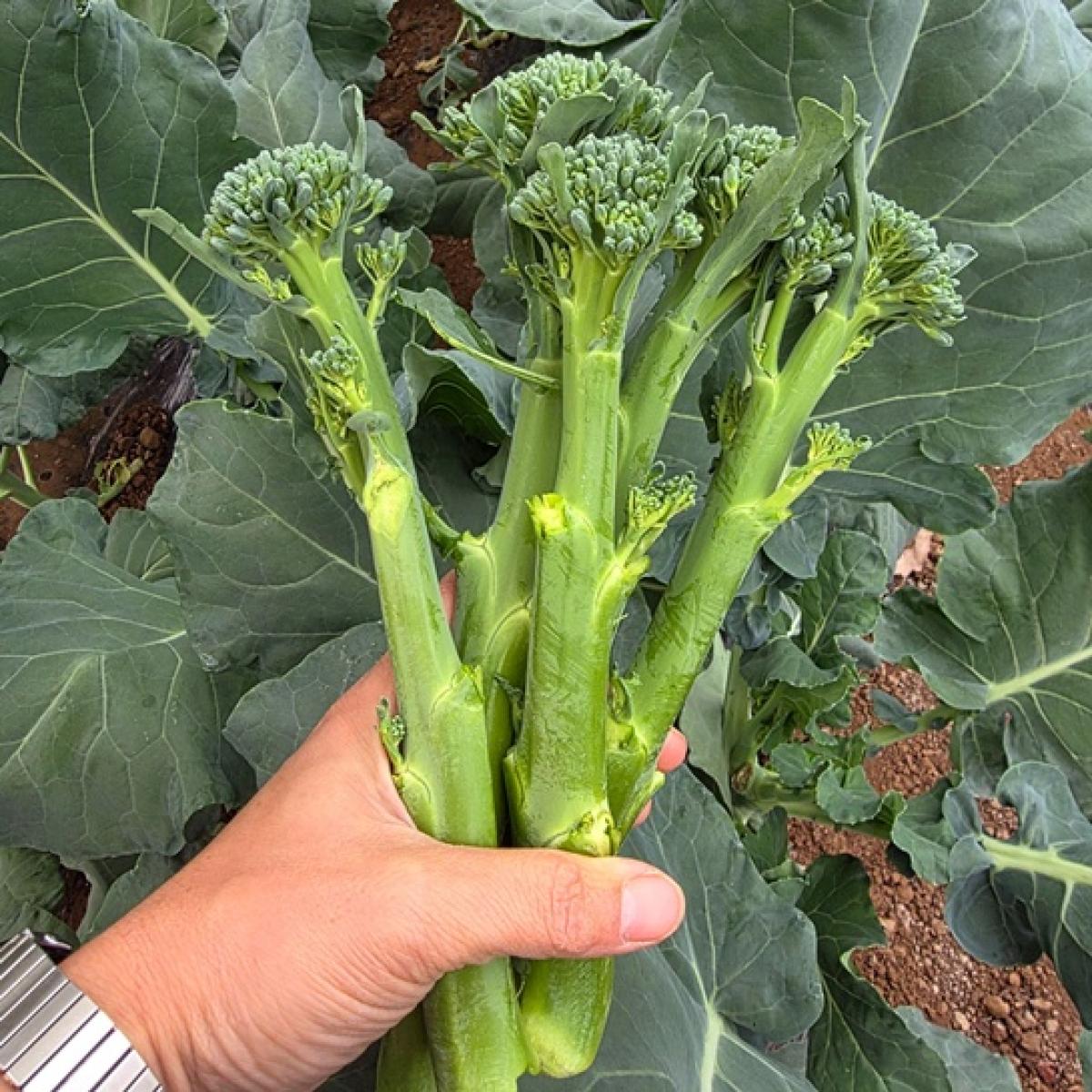 아이들이 잘 먹는 제주산 스틱브로콜리 브로콜리니·베이비