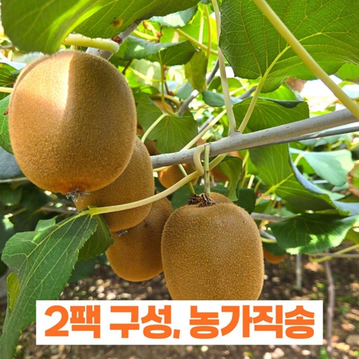 [고당도 18브릭스] 애월 하트골드키위 1kg*2팩