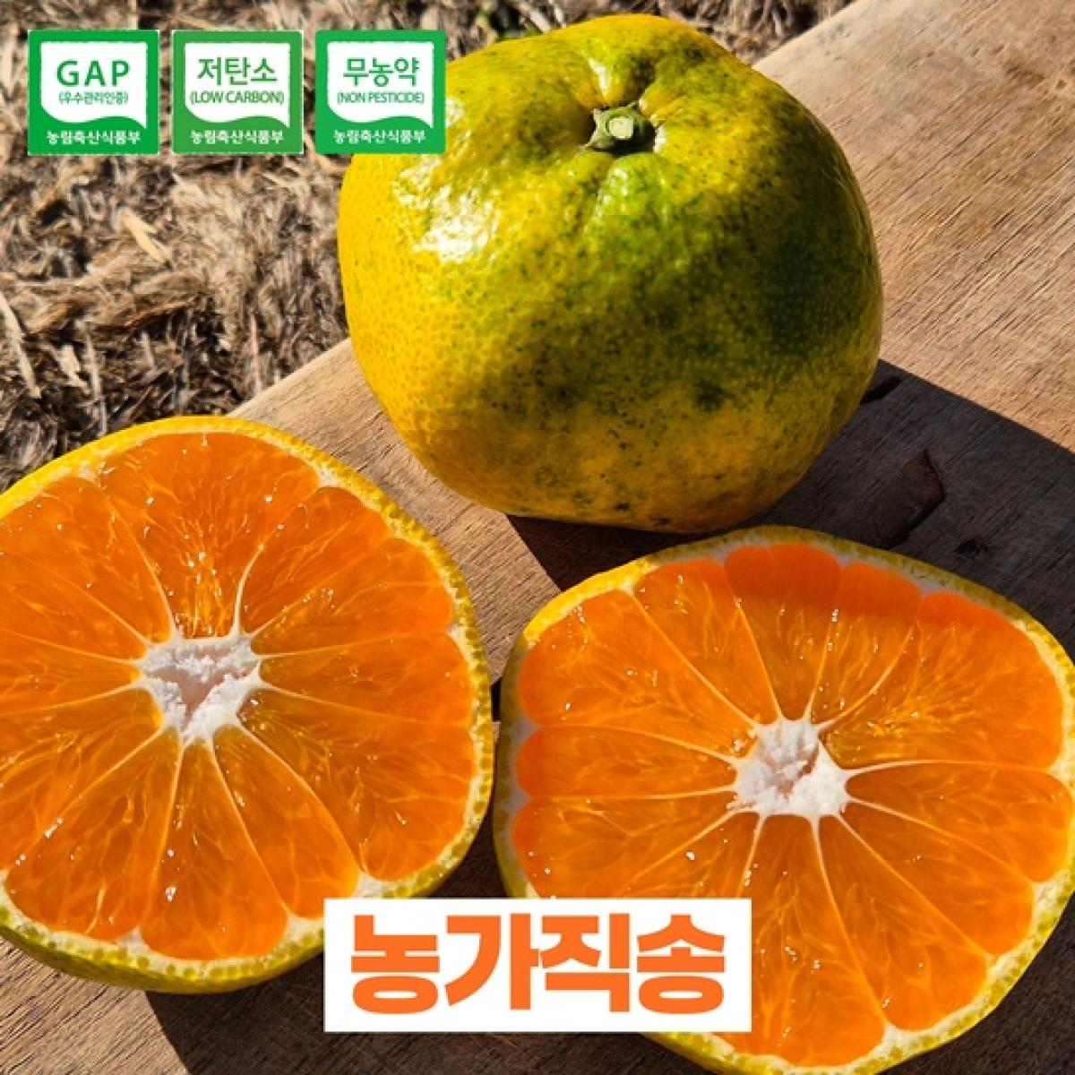 제주 조천읍 무농약 노지감귤 GAP인증 당일수확
