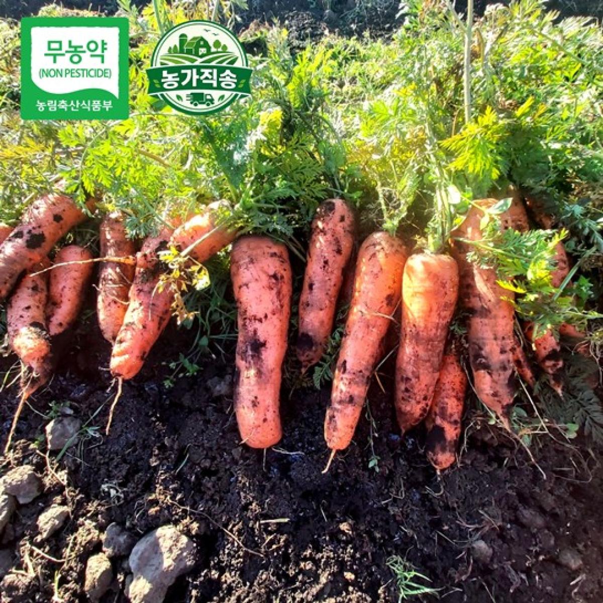 제주 제철 무농약 당근 농가직송 5kg·10kg
