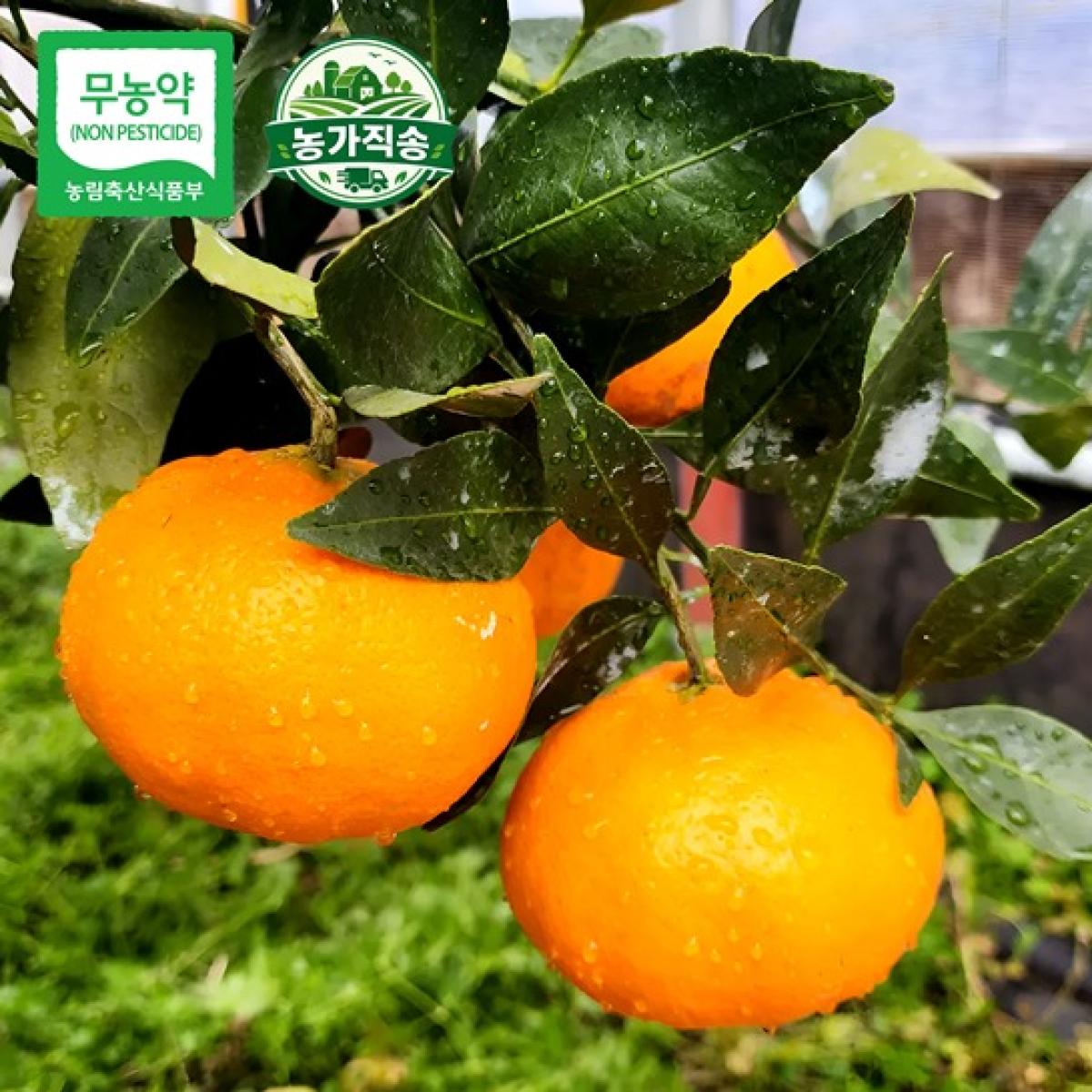 제주 무농약 못난이 레드향 가정용 2.5kg·4.5kg