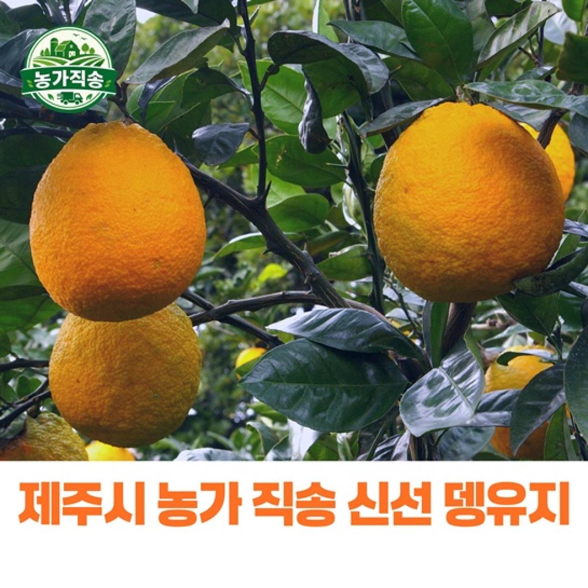 제주산 뎅유지 5kg (당유자·뎅유자) 농가직송 향산감