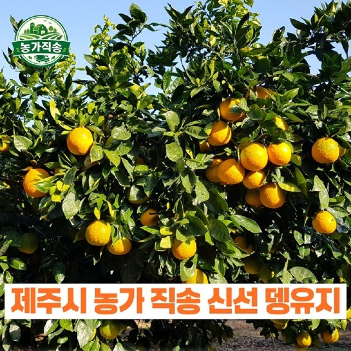 제주산 뎅유지 5kg (당유자·뎅유자) 농가직송 향산감