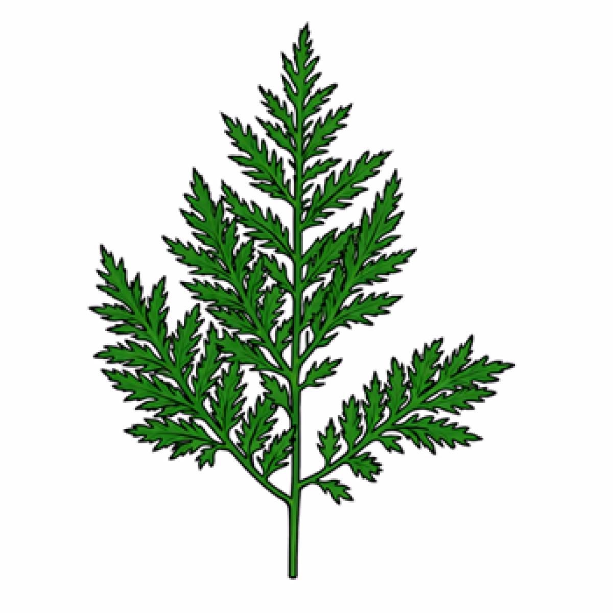 팔팔개똥쑥진액 100mlx60포