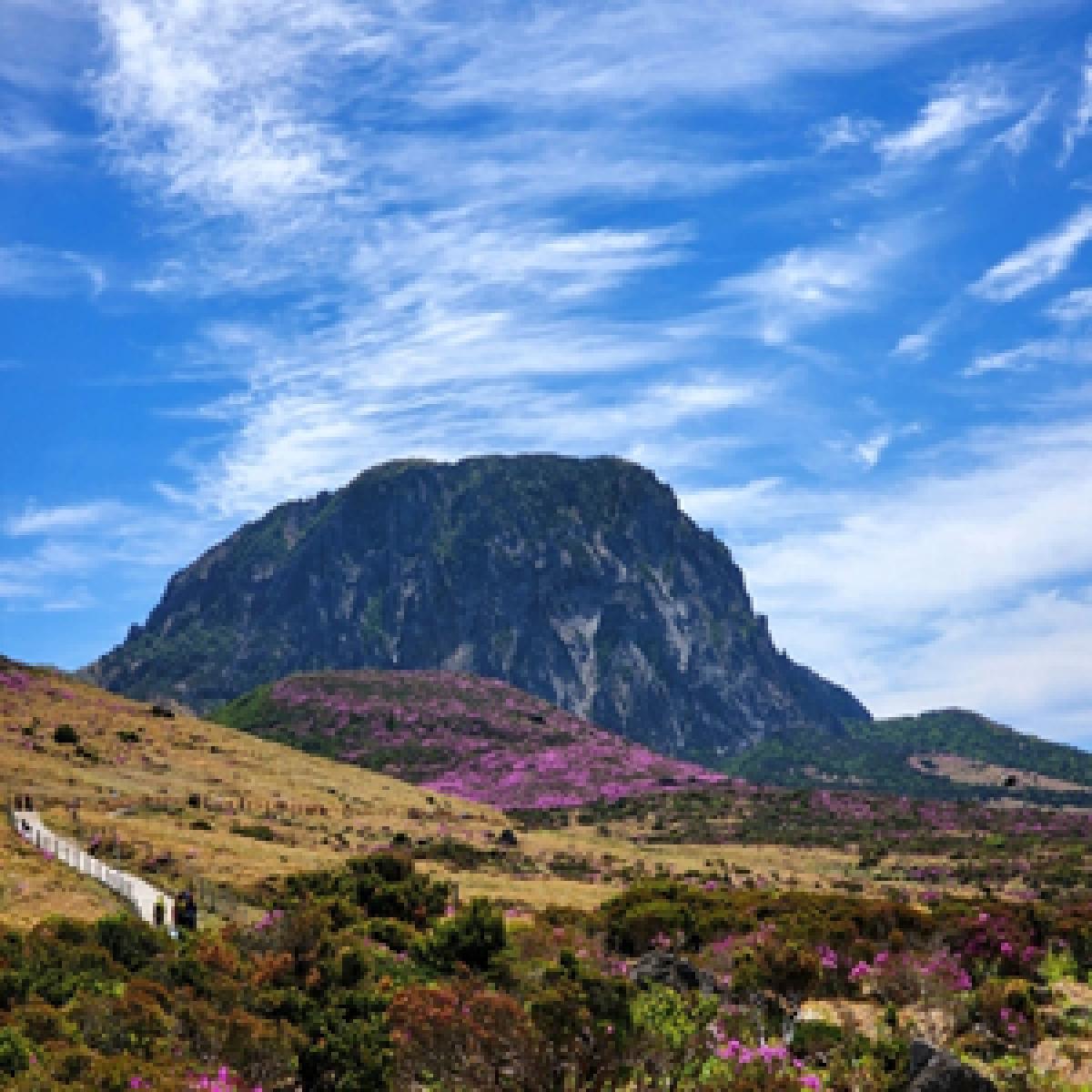 팔팔우슬진액 100ml x 60포