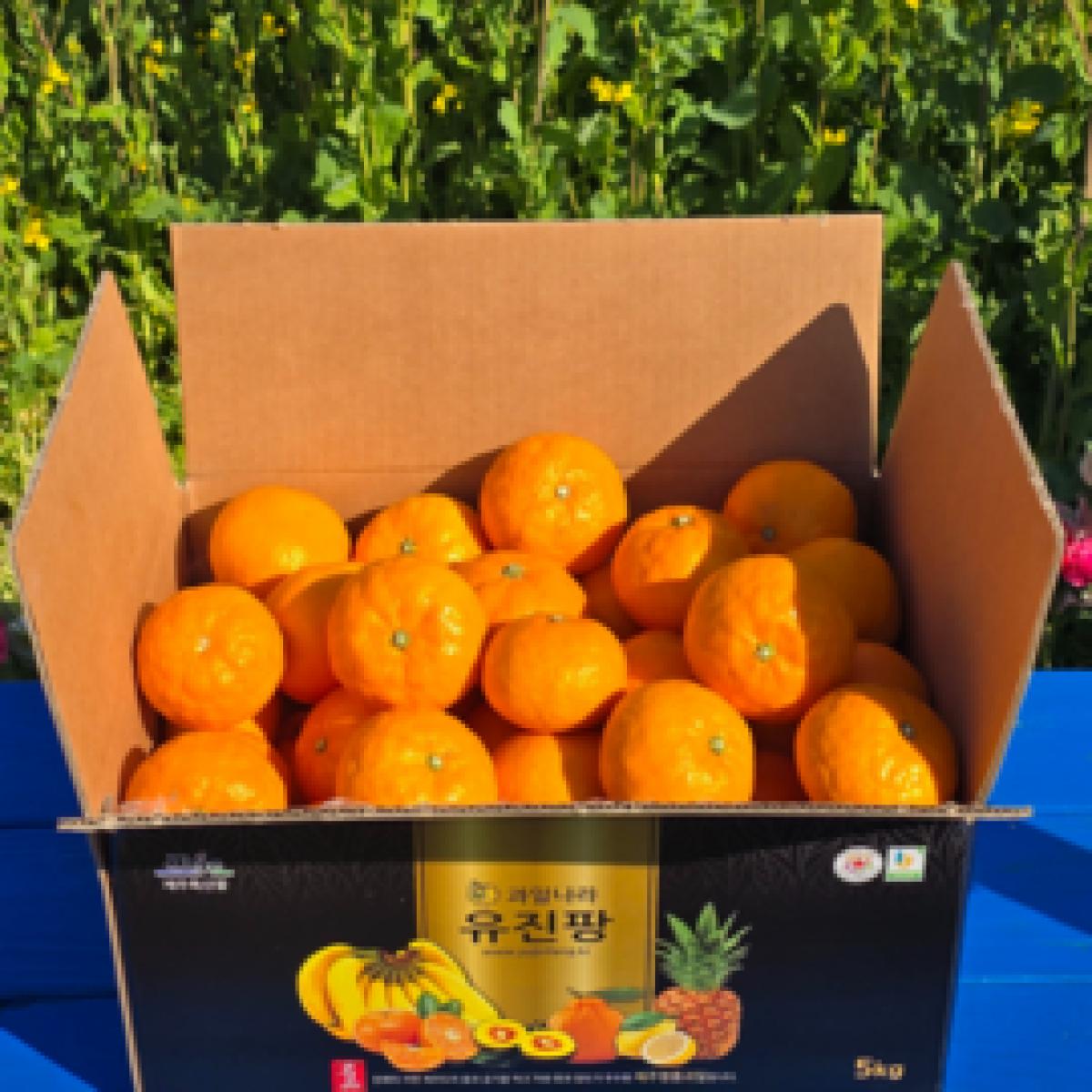 제주 수라향 아스미 설국향 3kg 5kg 10kg 산지