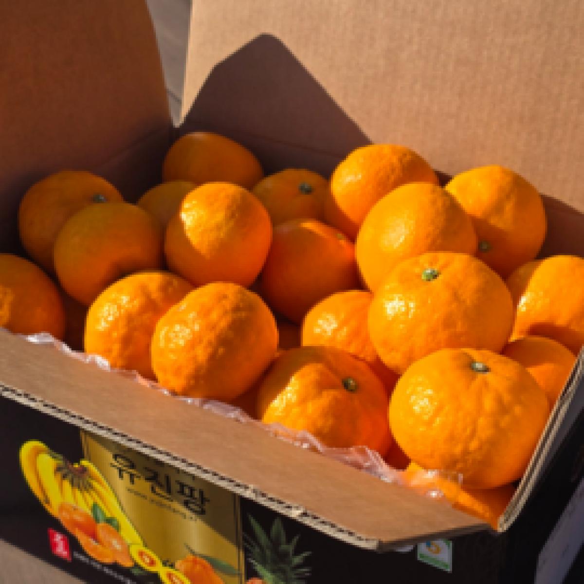 제주 수라향 아스미 설국향 3kg 5kg 10kg 산지