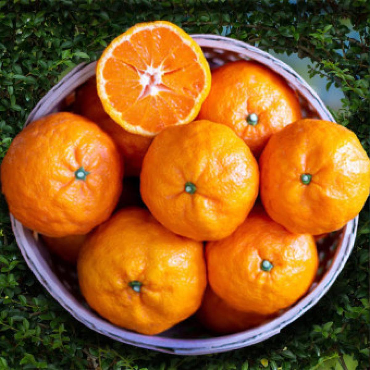 <현가원>귤로향(카라향)가정용 2kg/3kg/5kg