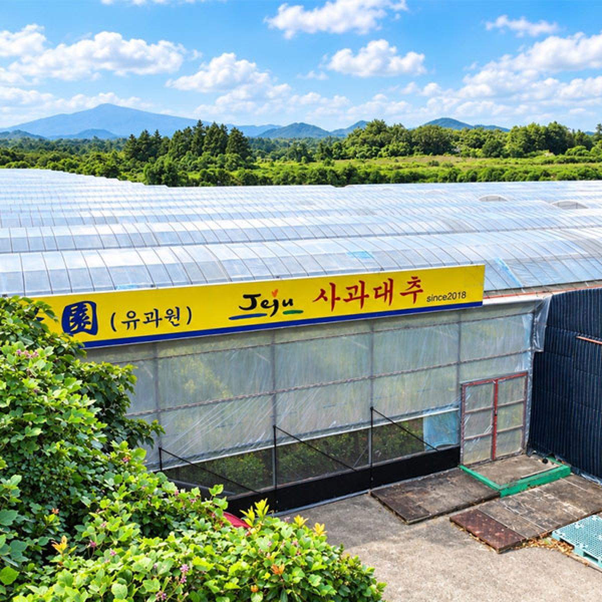 ★10/12 순차출고★ [유과원] 제주 사과대추